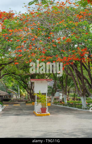 Delonix regia alberi, con i loro piccoli fiori rossi, sulla penisola dello Yucatan Foto Stock