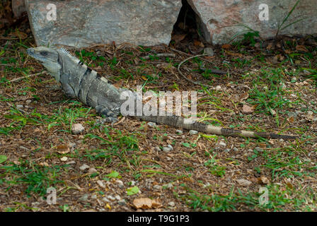Iguana in erba e rocce, nella penisola dello Yucatan Foto Stock