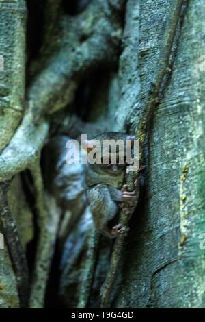 Spectral Tarsier, Tarsius spectrum, ritratto di rare specie endemiche mammiferi nocturnal, piccolo simpatico primate in grandi ficus albero nella giungla, Tangkoko National Pa Foto Stock