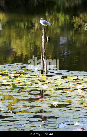 Mouette. Les étangs de Corot. Ville d'Avray. / Seagull. Gli stagni di Corot. Ville d'Avray. Foto Stock