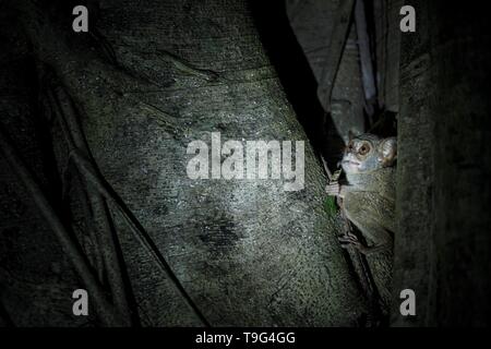 Spectral Tarsier, Tarsius spectrum, ritratto di rare specie endemiche di mammiferi nocturnal eating grasshopper, piccolo simpatico primate in grandi ficus albero nella giungla, Ta Foto Stock