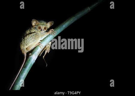 Spectral Tarsier, Tarsius spectrum, ritratto di rare specie endemiche di mammiferi nocturnal eating grasshopper, piccolo simpatico primate in grandi ficus albero nella giungla, Ta Foto Stock