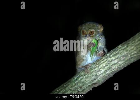 Spectral Tarsier, Tarsius spectrum, ritratto di rare specie endemiche di mammiferi nocturnal eating grasshopper, piccolo simpatico primate in grandi ficus albero nella giungla, Ta Foto Stock