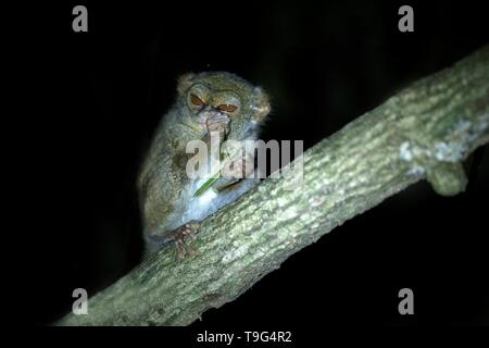 Spectral Tarsier, Tarsius spectrum, ritratto di rare specie endemiche di mammiferi nocturnal eating grasshopper, piccolo simpatico primate in grandi ficus albero nella giungla, Ta Foto Stock