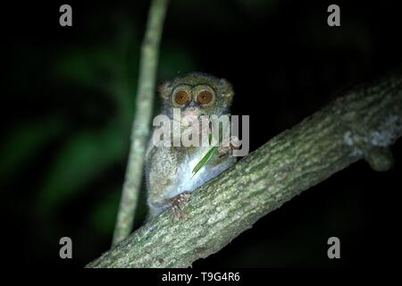 Spectral Tarsier, Tarsius spectrum, ritratto di rare specie endemiche di mammiferi nocturnal eating grasshopper, piccolo simpatico primate in grandi ficus albero nella giungla, Ta Foto Stock