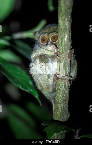 Spectral Tarsier, Tarsius spectrum, ritratto di rare specie endemiche mammiferi nocturnal, piccolo simpatico primate in grandi ficus albero nella giungla, Tangkoko National Pa Foto Stock