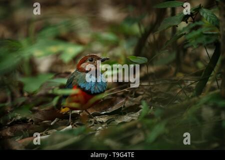 Sulawesi pitta (Erythropitta celebensis) posatoi su un ramo nella giungla indonesiana, specie endemiche di Indonesia, esotici birdwatching in Asia, Tangkoko, sul Foto Stock