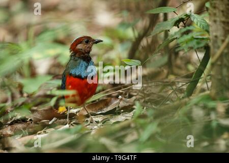 Sulawesi pitta (Erythropitta celebensis) posatoi su un ramo nella giungla indonesiana, specie endemiche di Indonesia, esotici birdwatching in Asia, Tangkoko, sul Foto Stock