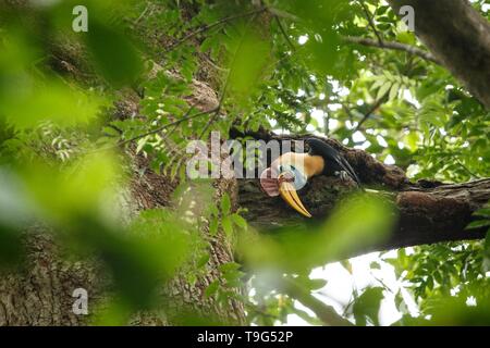 Pomello hornbill, Aceros cassidix, alimentato murato sulla femmina il nido su un albero top.Tangkoko National Park, Sulawesi, Indonesia, il tipico comportamento animale e Foto Stock