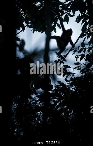 Silhouette di macaco crestato in piedi sul ramo dell'albero. Close up ritratto. Nero endemica macaco crestato. Habitat naturale. Unici nei mammiferi Foto Stock