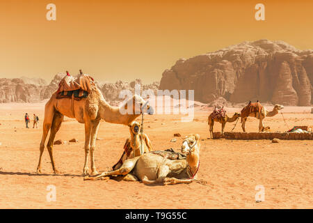 Beduin e cammelli nel Wadi Rum desert in Giordania Foto Stock