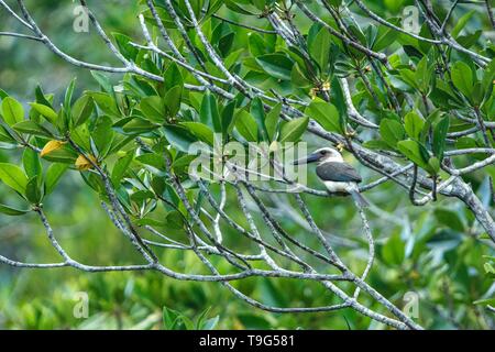 La grande-fatturati kingfisher (Pelargopsis melanorhyncha) posatoi su un ramo nella boccola di mangrovie, famiglia Alcedinidae, specie endemiche di Indonesia, esotica Foto Stock