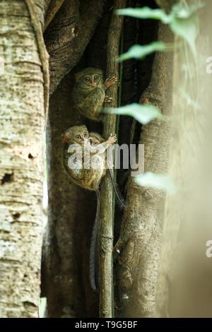 Famiglia di tarsiers spettrale, Tarsius spectrum, ritratto di rare specie endemiche mammiferi nocturnal, piccolo simpatico primate in grandi ficus albero nella giungla, Tangkoko Foto Stock