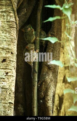 Famiglia di tarsiers spettrale, Tarsius spectrum, ritratto di rare specie endemiche mammiferi nocturnal, piccolo simpatico primate in grandi ficus albero nella giungla, Tangkoko Foto Stock