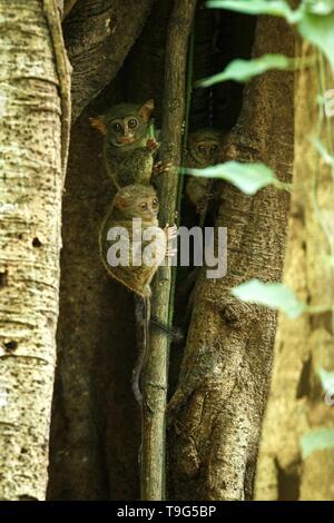 Famiglia di tarsiers spettrale, Tarsius spectrum, ritratto di rare specie endemiche mammiferi nocturnal, piccolo simpatico primate in grandi ficus albero nella giungla, Tangkoko Foto Stock