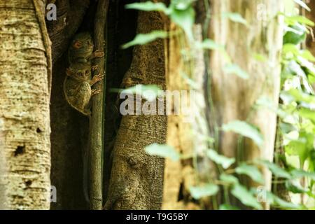 Famiglia di tarsiers spettrale, Tarsius spectrum, ritratto di rare specie endemiche mammiferi nocturnal, piccolo simpatico primate in grandi ficus albero nella giungla, Tangkoko Foto Stock