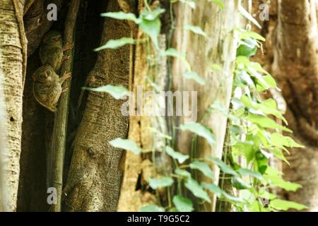 Famiglia di tarsiers spettrale, Tarsius spectrum, ritratto di rare specie endemiche mammiferi nocturnal, piccolo simpatico primate in grandi ficus albero nella giungla, Tangkoko Foto Stock