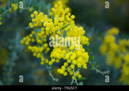 Australian acacia cultriformis luminose fiori gialli Foto Stock