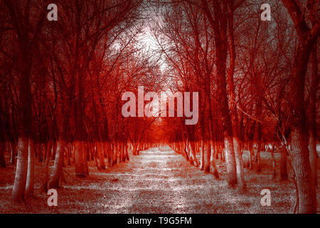 Uomo in scary foresta orrore scuro paesaggio, sfondo halloween Foto Stock