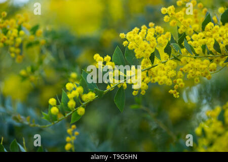 Australian acacia cultriformis luminose fiori gialli Foto Stock