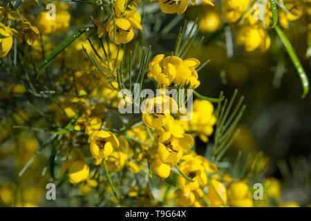 Blooming Senna artemisioides (o feathery cassia) in primavera Foto Stock