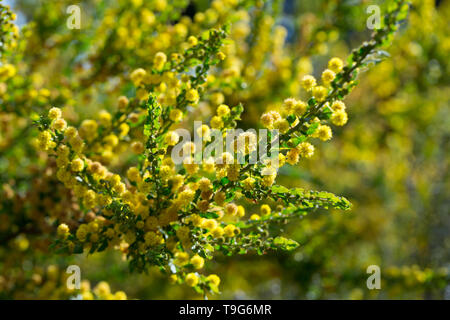 Piccoli fiori gialli sul graticcio coccolone (Acacia paradoxa) durante la fioritura di primavera Foto Stock