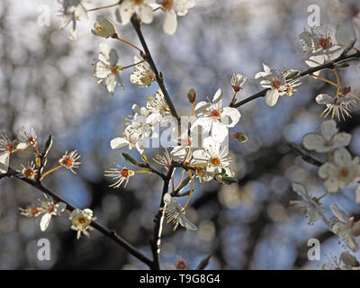 Immagine sognante di fiori del damson tree (Prunus domestica subsp. insititia) eventualmente attraversato con Sloe/prugnolo (Prunus spinosa - Cumbria,Inghilterra REGNO UNITO Foto Stock