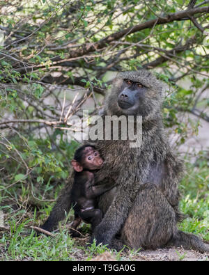 Ritratto di un babbuino oliva (papio anubis) allattava il bambino, Grumeti Game Reserve, Serengeti, Tanzania Foto Stock