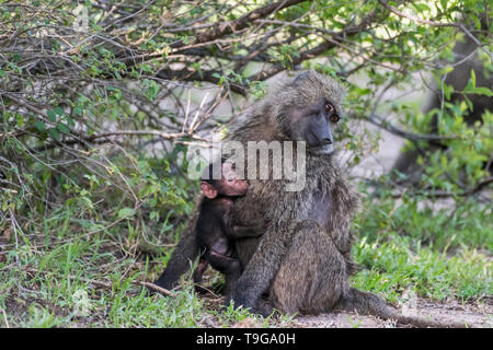 Madre babbuino oliva e il lattante, Grumeti Game Reserve, Serengeti, Tanzania Foto Stock