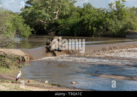 Allagato il piano stradale attraverso il fiume Grumeti con giallo-fatturati cicogna e coccodrillo del Nilo, Serengeti, Tanzania Foto Stock
