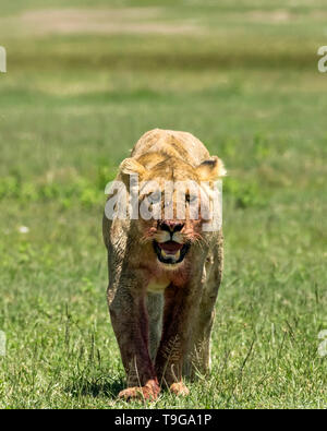 Leonessa sanguinaria dopo una festa di zebra, caldera del Ngorongoro, Tanzania Foto Stock