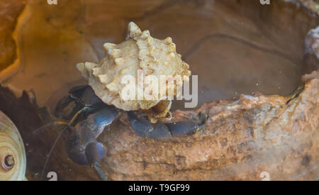 Viola eremita granchio di terra in primo piano, crostaceo con una bella conchiglia, popolare animale dal Giappone Foto Stock