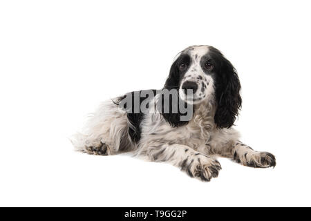 English cocker spaniel sdraiato isolato su uno sfondo bianco Foto Stock
