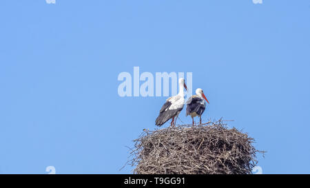 Coppia di cicogne bianche in piedi sul loro nido fatto di rami e ramoscelli, in alto su un palo di nesting, contro un cielo blu. . Spazio di copia . Foto Stock