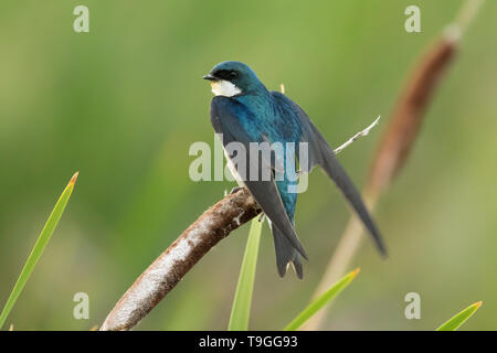 Tree swallow, Tachycineta bicolor, vicino a Dawson Creek, British Columbia, Canada. Foto Stock