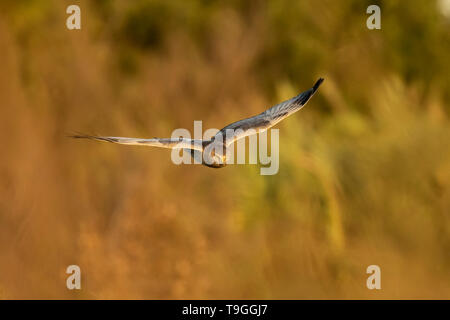 Northern harrier, Circus hudsonius, in volo a sunrise a San Diego, California, Stati Uniti. Foto Stock