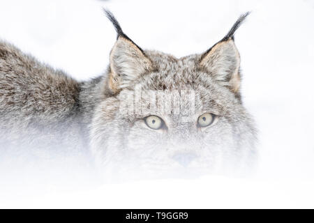 Ritratto di un Lynx di Canada, Lynx canadensis, nei pressi di elevato livello, Alberta, Canada. Foto Stock