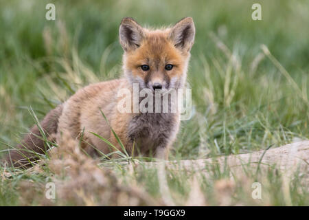 Red Fox, Vulpes vulpes, kit vicino a Fort MacLeod, Alberta, Canada. Foto Stock