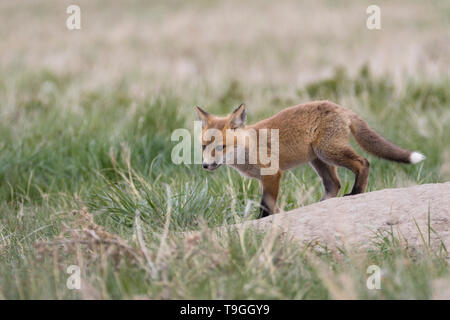 Red Fox, Vulpes vulpes, kit vicino a Fort MacLeod, Alberta, Canada. Foto Stock