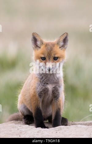 Red Fox, Vulpes vulpes, kit vicino a Fort MacLeod, Alberta, Canada. Foto Stock