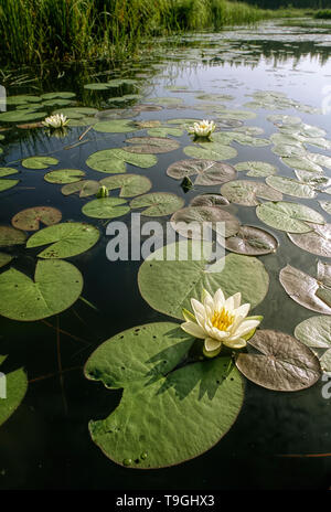 Acqua profumata-gigli di palude, Eastern Townships, Quebec, Canada Foto Stock