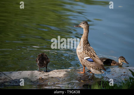 Ritratto di femmine di anatra con i suoi anatroccoli dall'acqua Foto Stock