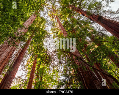 Guardando le antiche costiera di alberi di sequoia Foto Stock