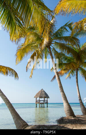 Piattaforma palapa, a nord lungo il Coco Plum Caye Belize Foto Stock