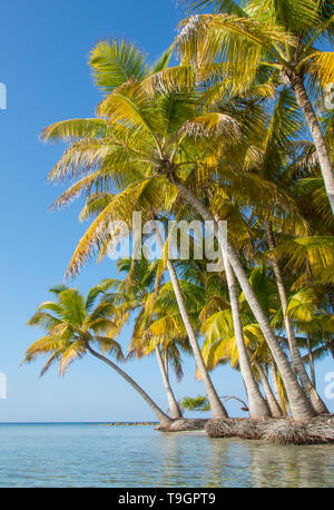 Palme e acqua a nord lungo il Coco Plum Caye Belize Foto Stock