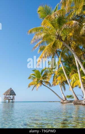 Piattaforma palapa, a nord lungo il Coco Plum Caye Belize Foto Stock