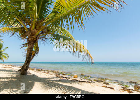 Lone Palm tree su una spiaggia a Plasencia, Belize Foto Stock