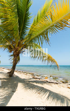 Lone Palm tree su una spiaggia a Plasencia, Belize Foto Stock