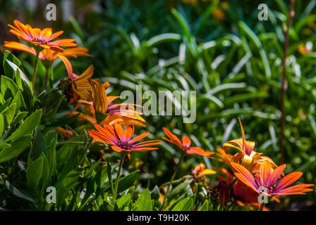Decorativo jamesonii Gerbera una specie di fioritura delle piante in genere Gerbera o Transvaal Daisy dall Africa con singolo rosso fiori ligulati è un beautif Foto Stock