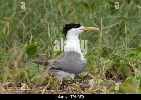 Crested Tern, Sterna bergii sul Magra Isolotto del Nord del Queensland Foto Stock